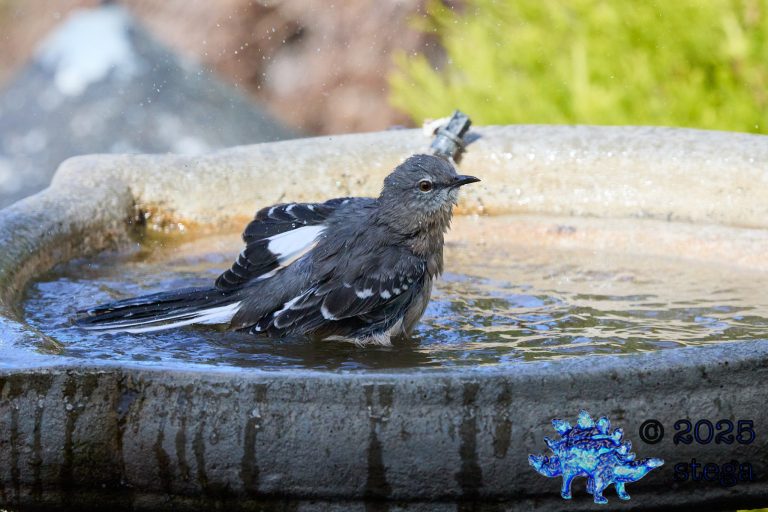 Northern Mockingbird
