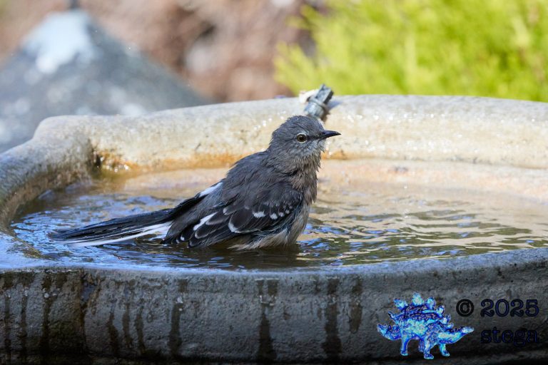 Northern Mockingbird