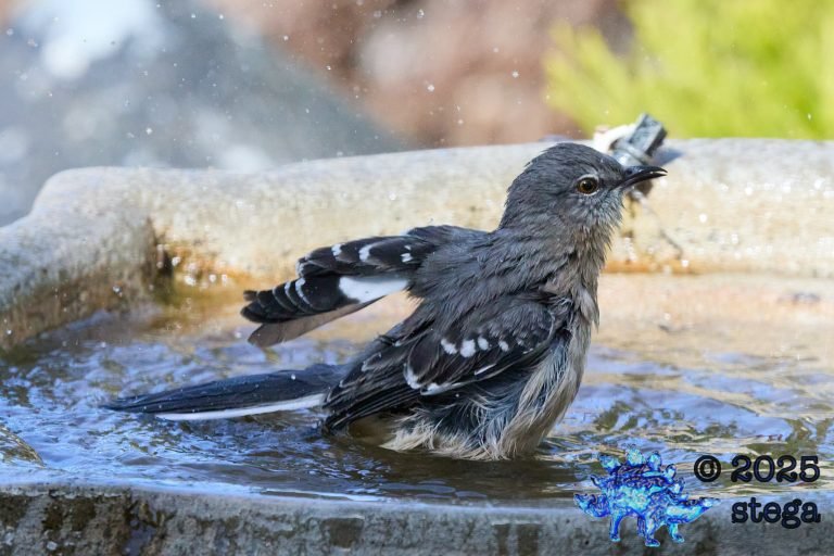 Northern Mockingbird