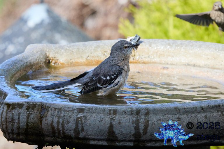 Northern Mockingbird
