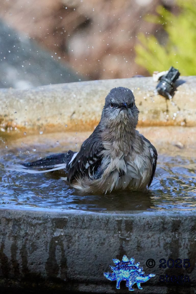 Northern Mockingbird