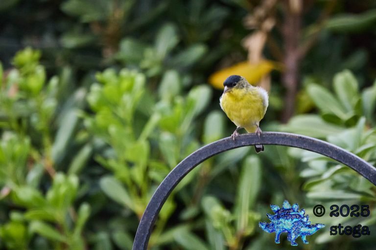 Lesser Goldfinch