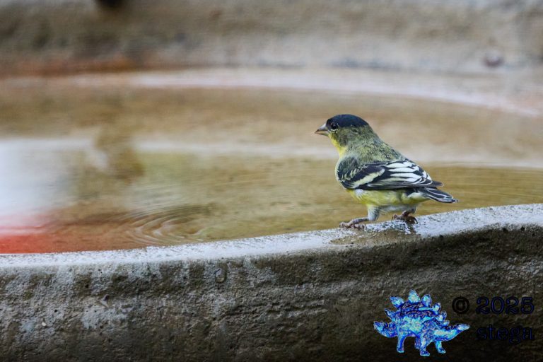 Lesser Goldfinch