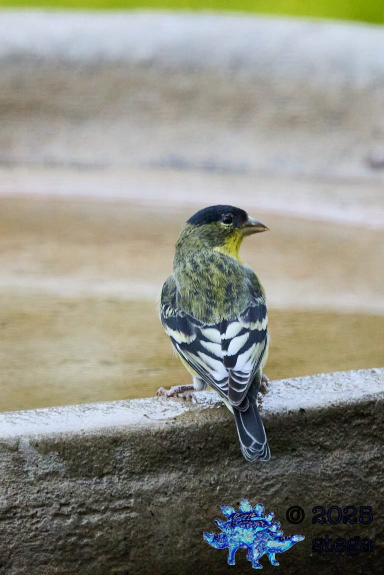 Lesser Goldfinch