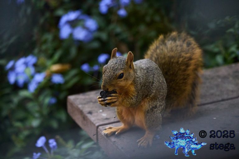 Fox Squirrel