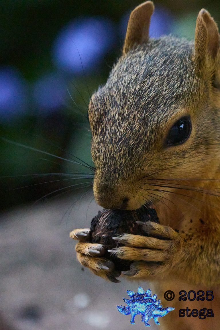 Fox Squirrel