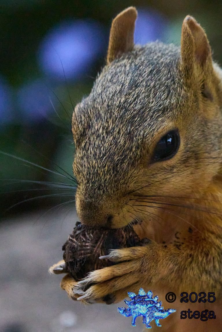 Fox Squirrel