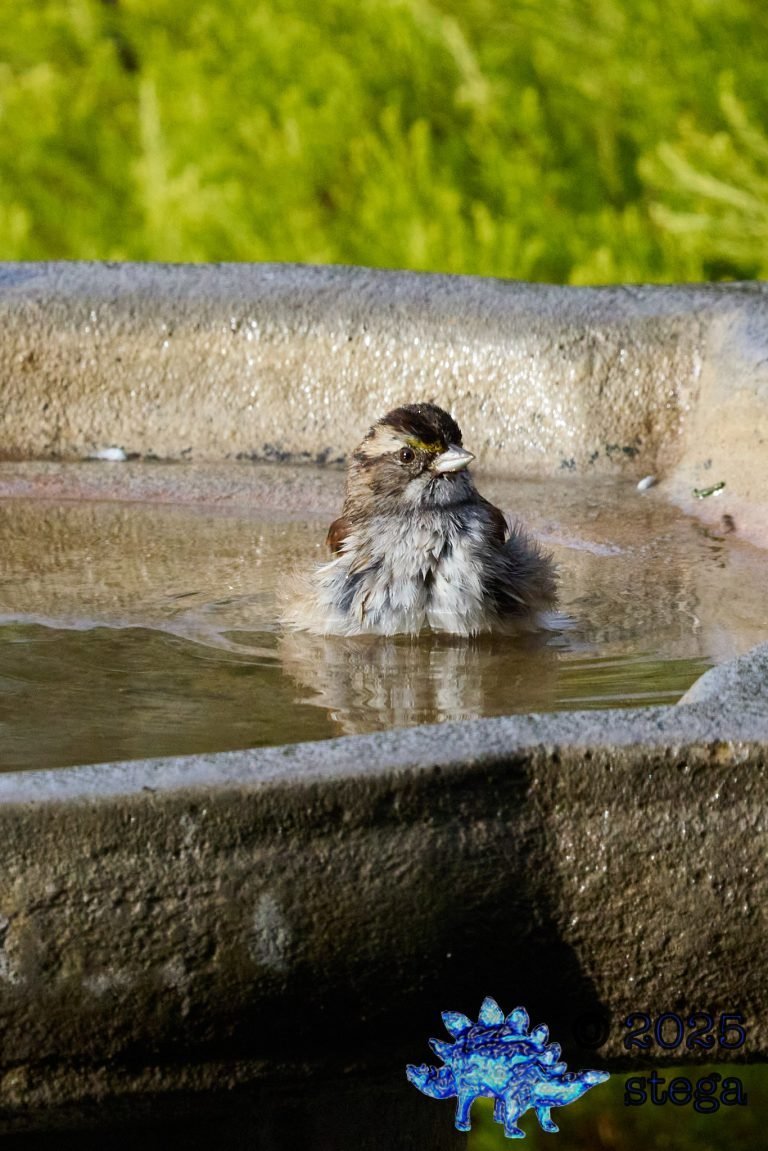 White-Throated Sparrow