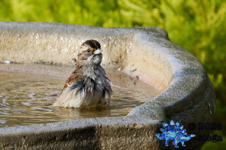 White-Throated Sparrow
