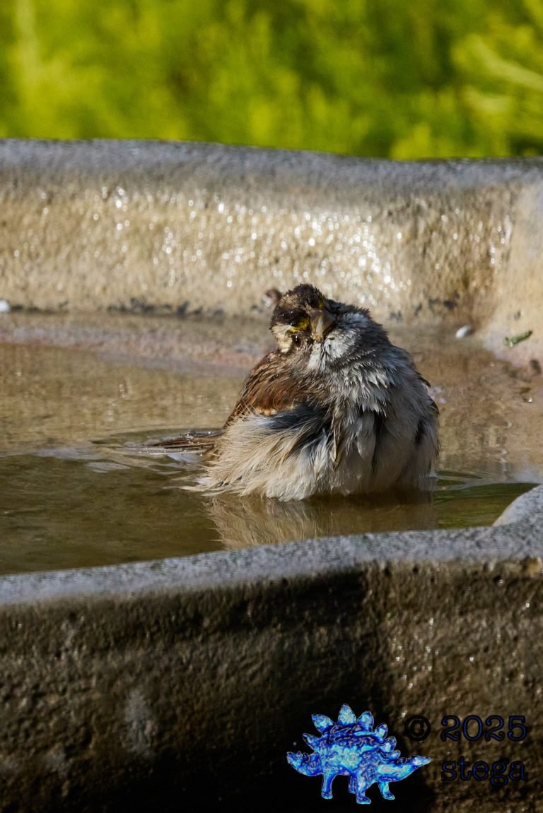 White-Throated Sparrow