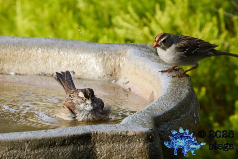 White-Crowned Sparrow, White-Throated Sparrow