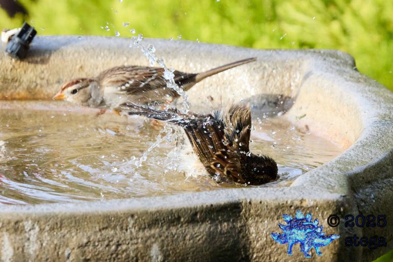 White-Crowned Sparrow, White-Throated Sparrow