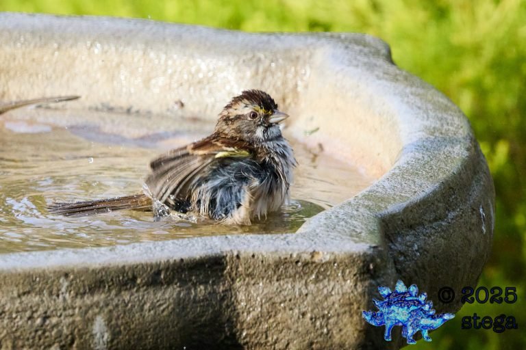 White-Throated Sparrow