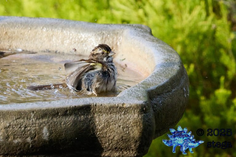 White-Throated Sparrow