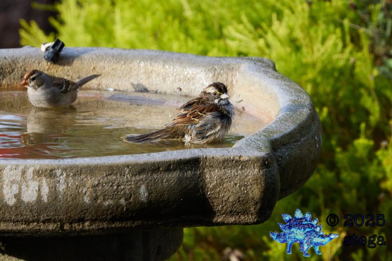 White-Crowned Sparrow, White-Throated Sparrow