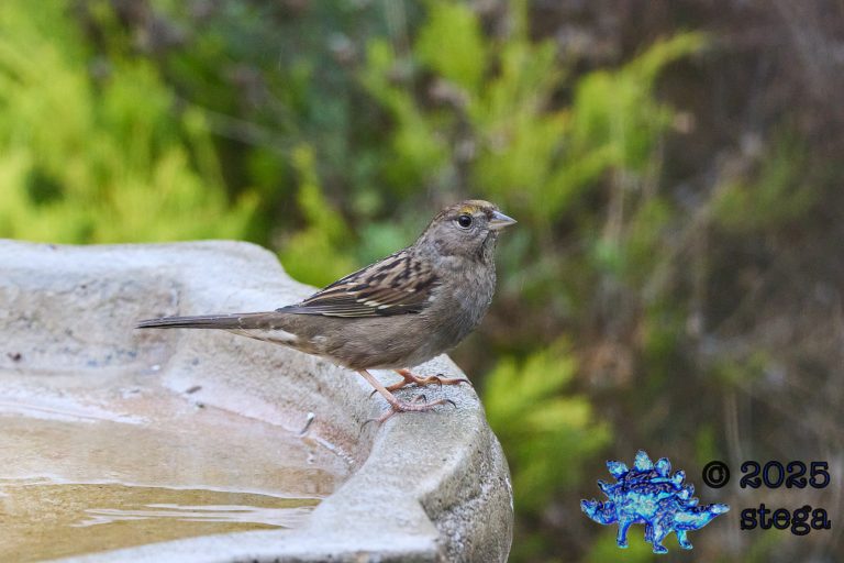 Gold-Crowned Sparrow