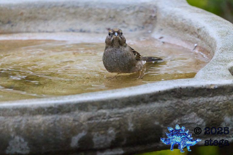 Gold-Crowned Sparrow