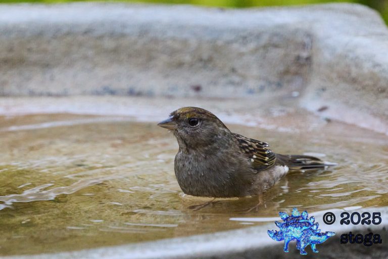 Gold-Crowned Sparrow