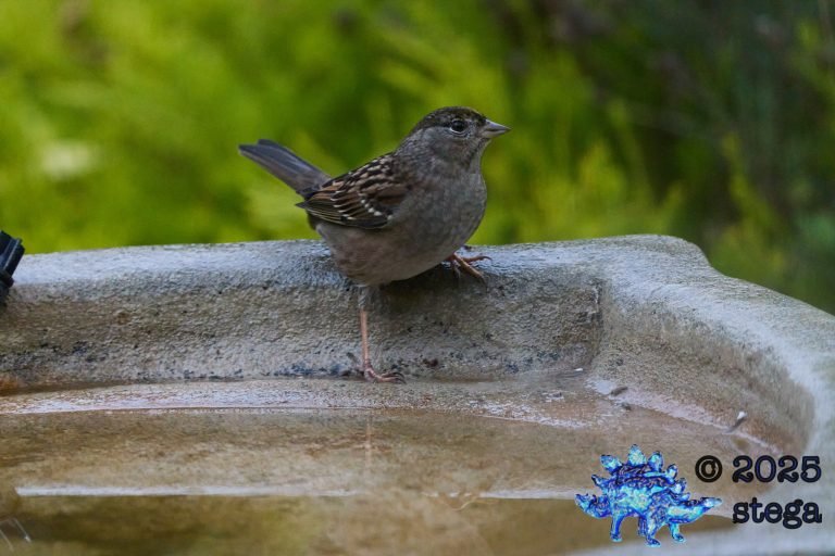 Gold-Crowned Sparrow