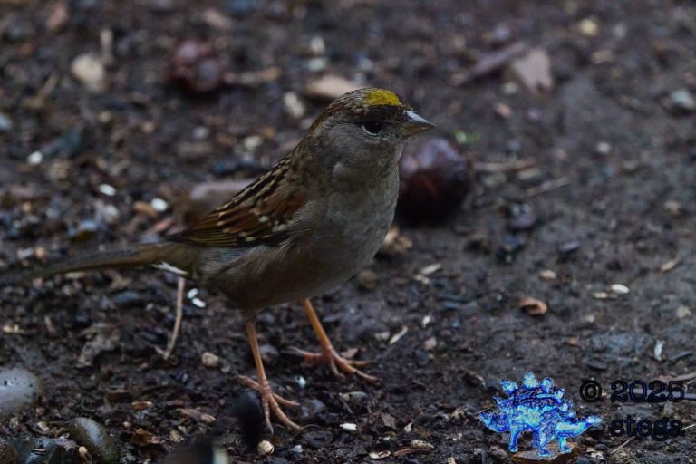Gold-Crowned Sparrow