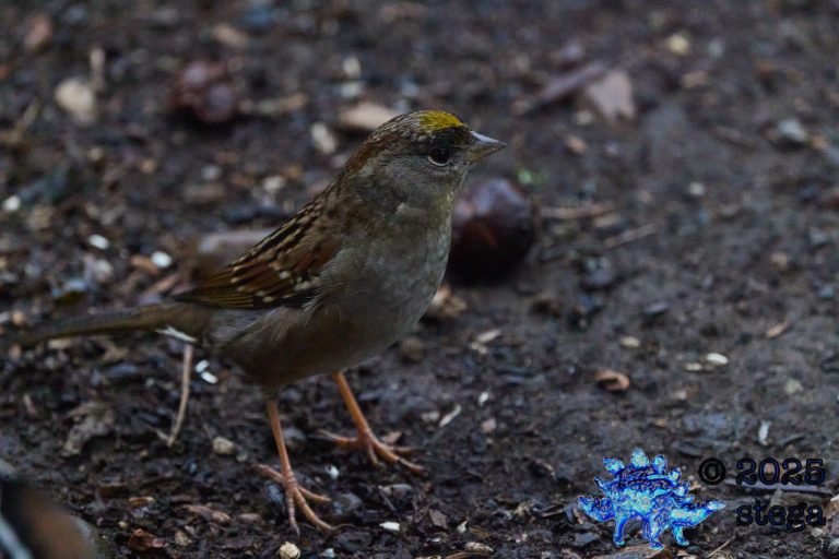 Gold-Crowned Sparrow