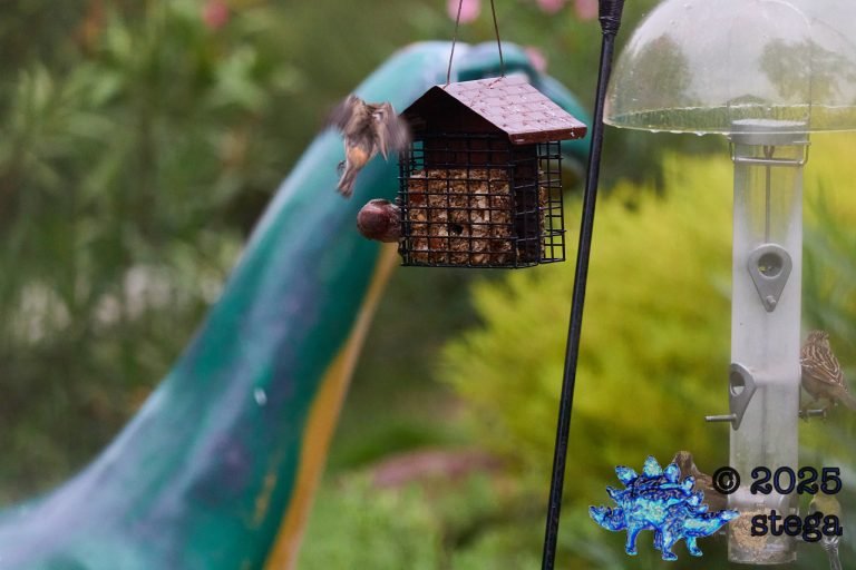 House Finch