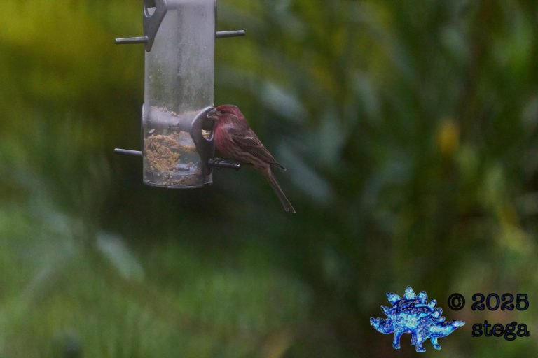 House Finch