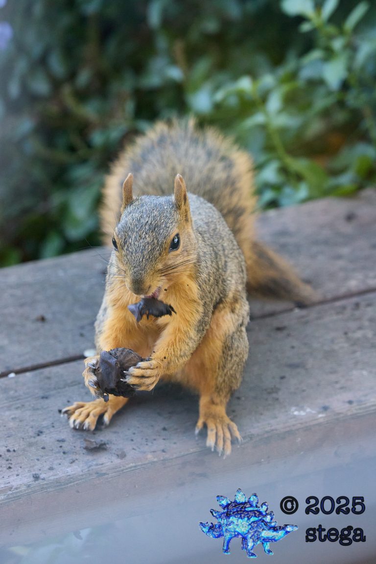 Fox Squirrel