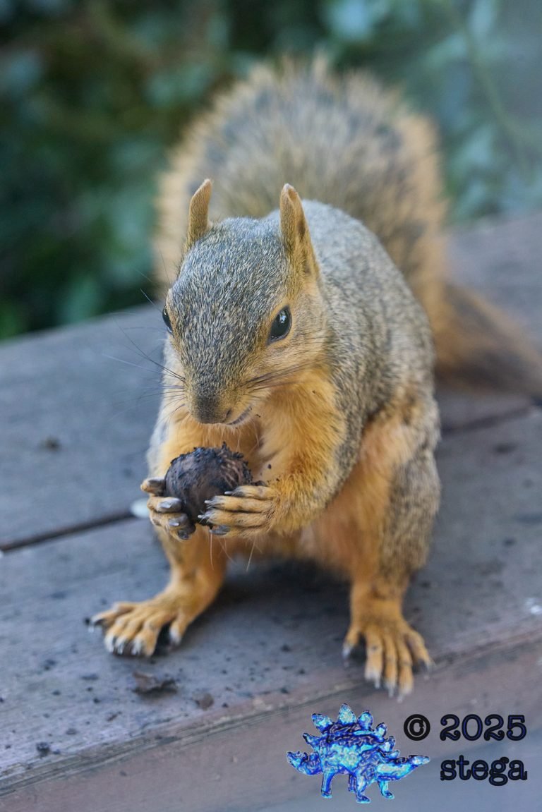 Fox Squirrel