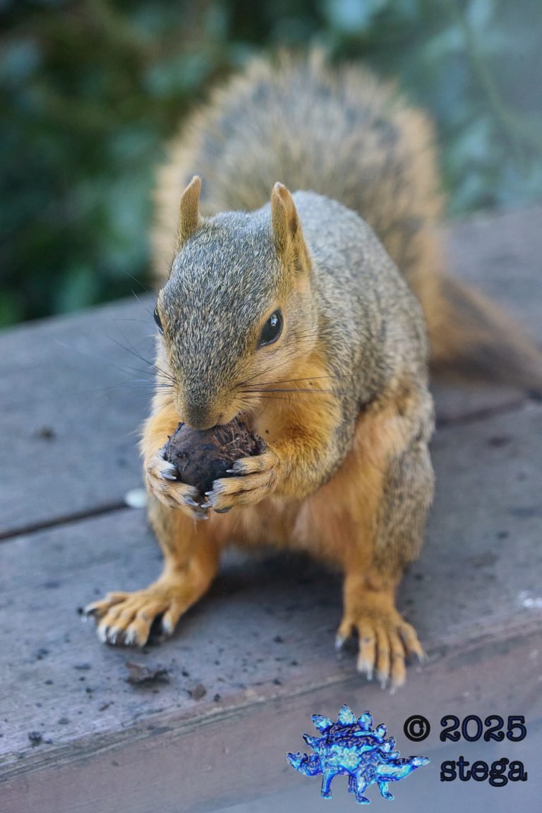 Fox Squirrel