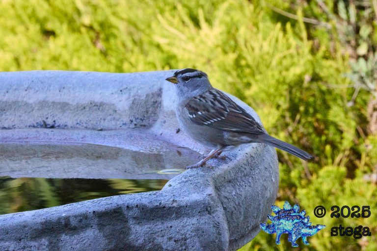 White-Crowned Sparrow