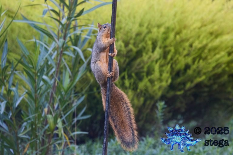 Fox Squirrel