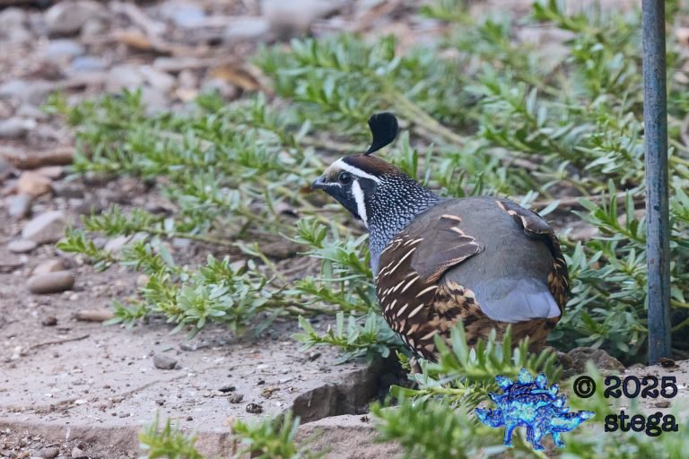 California Quail