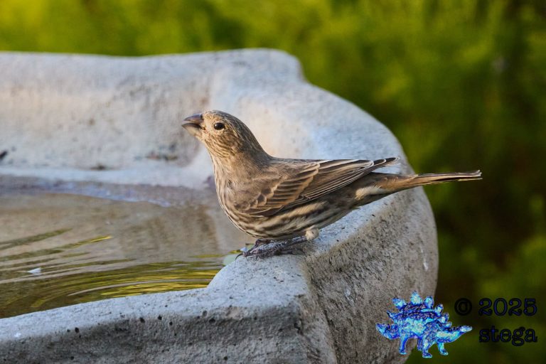 House Finch