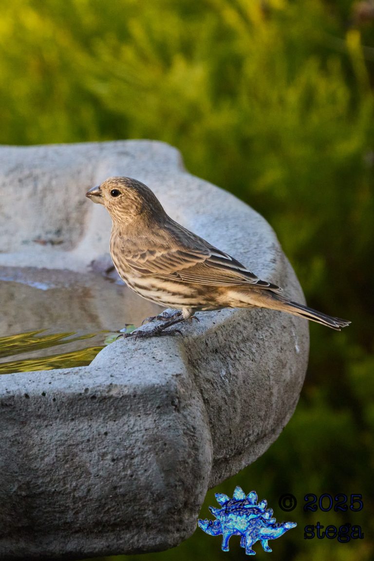 House Finch