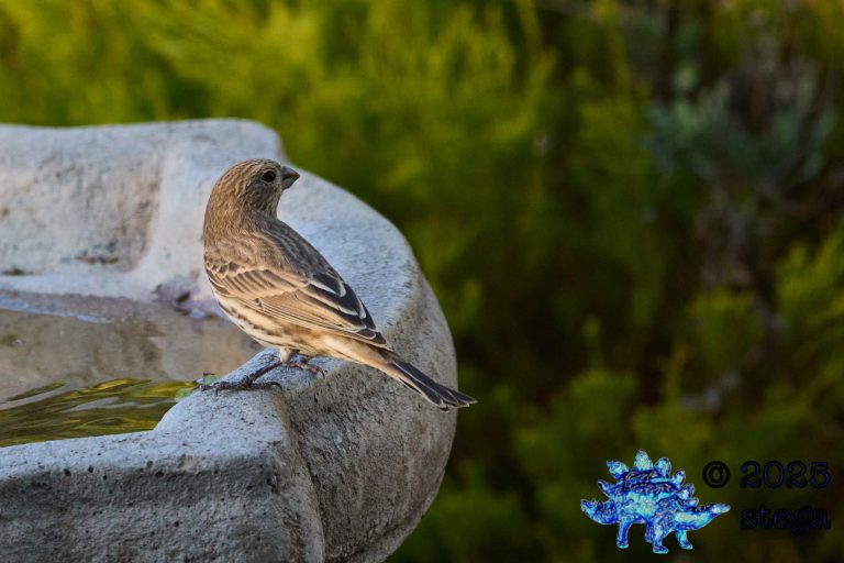 House Finch