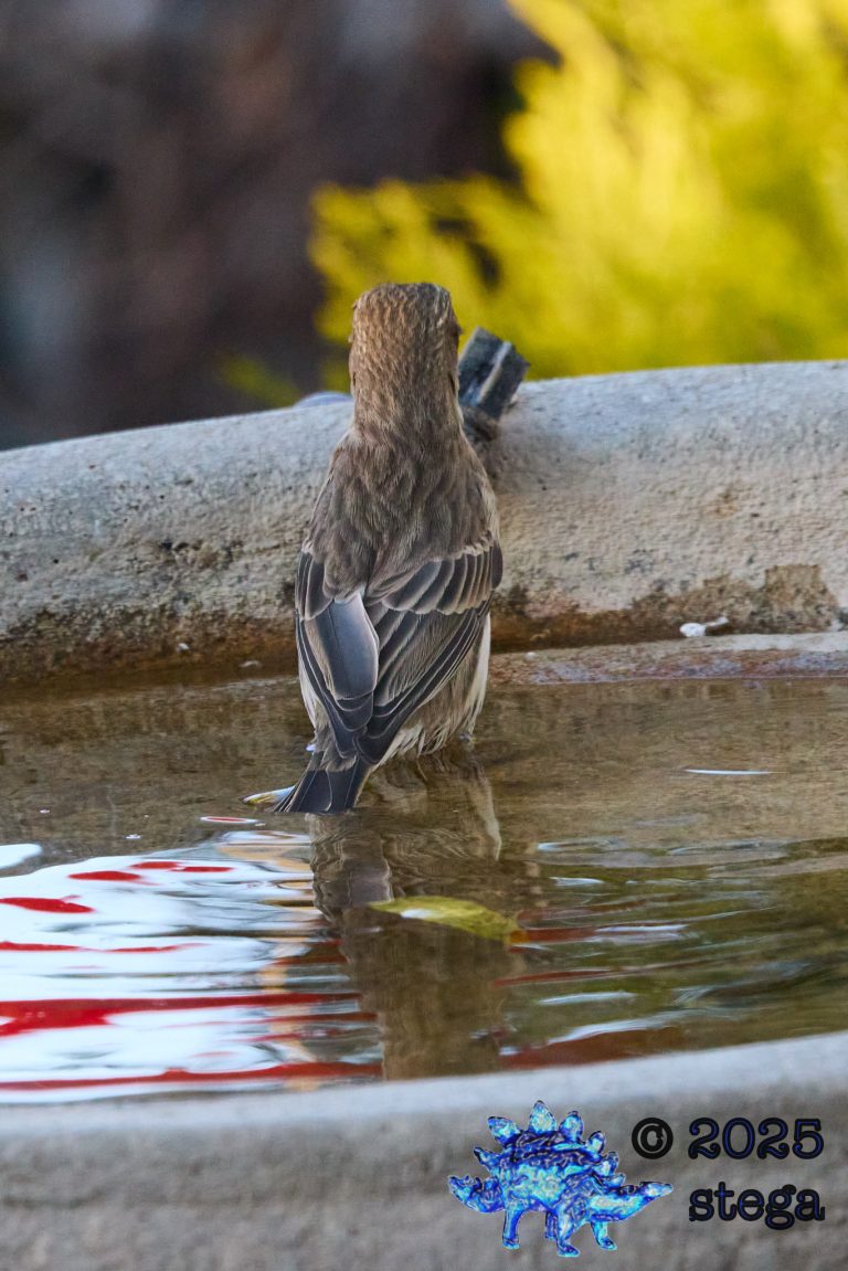 House Finch