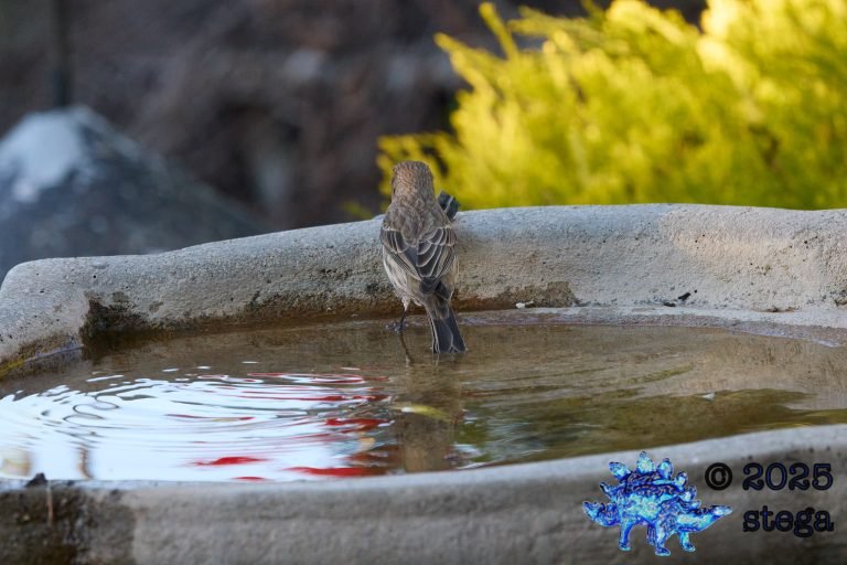 House Finch