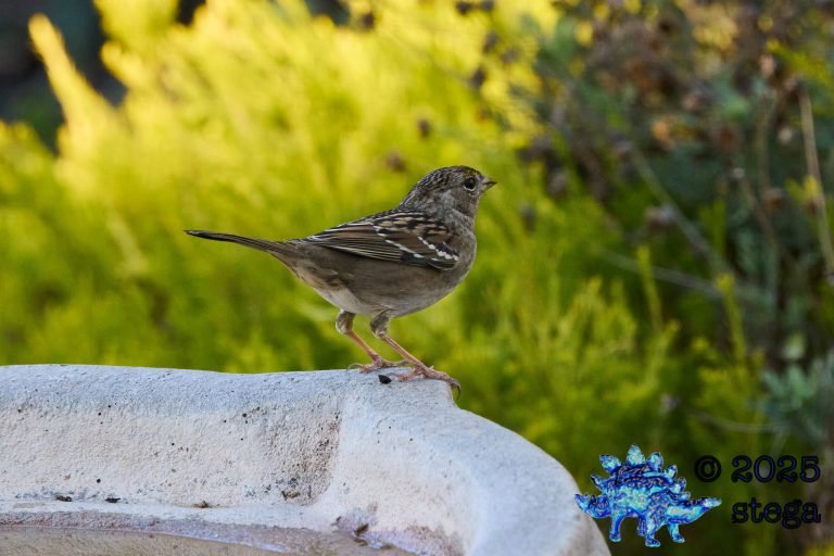 Gold-Crowned Sparrow