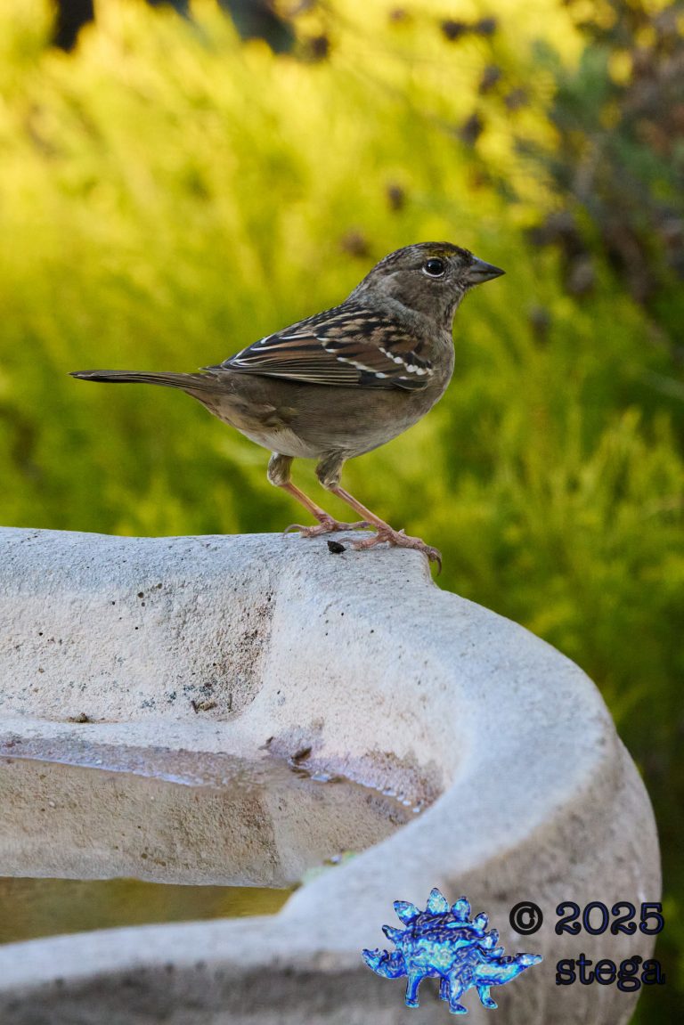 Gold-Crowned Sparrow