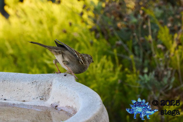 Gold-Crowned Sparrow