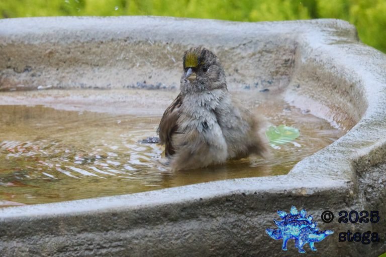 Gold-Crowned Sparrow