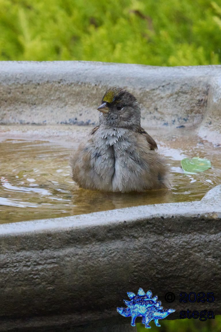 Gold-Crowned Sparrow