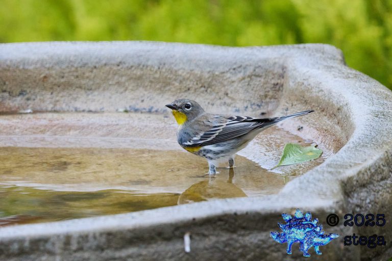 Yellow-rumped Warbler