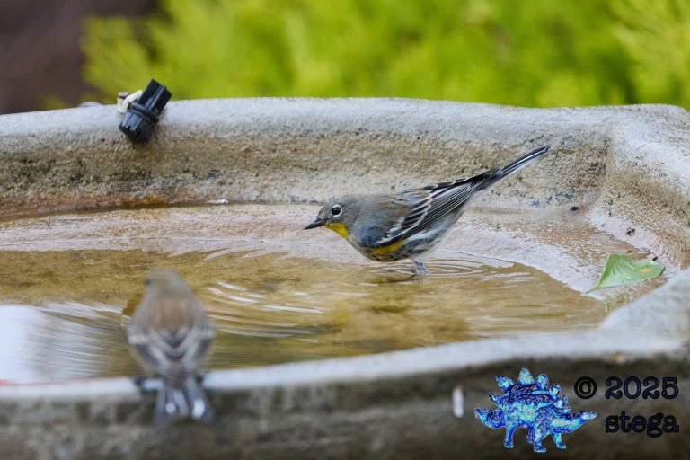 Yellow-rumped Warbler