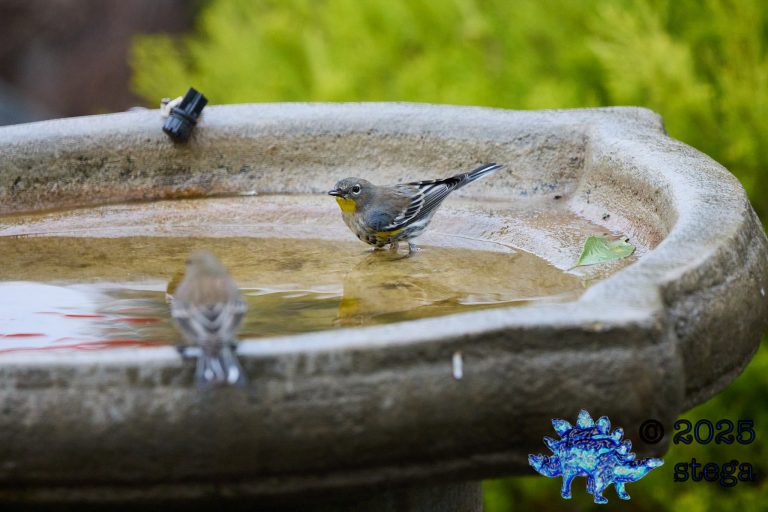 Yellow-rumped Warbler