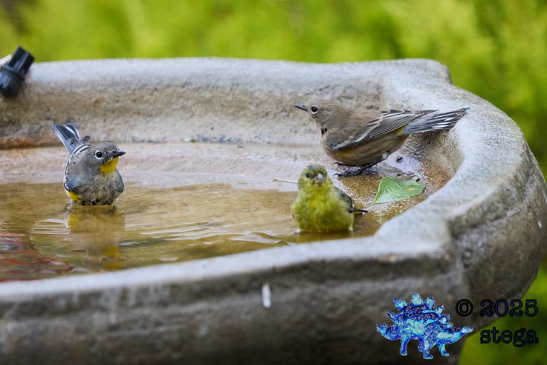 Yellow-rumped Warbler