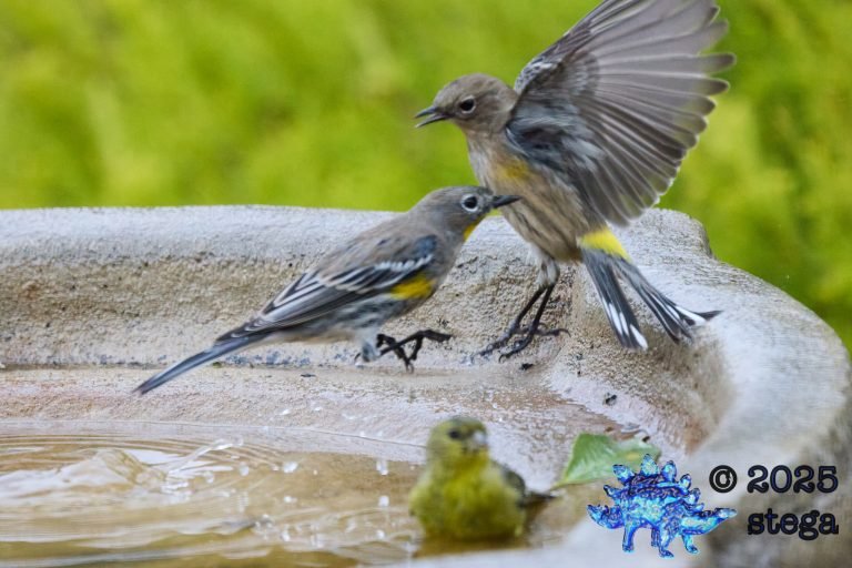 Yellow-rumped Warbler