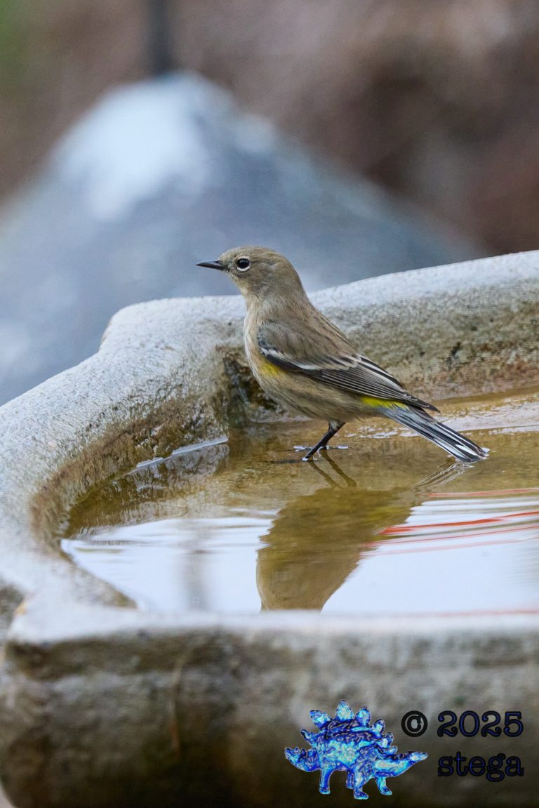 Yellow-rumped Warbler