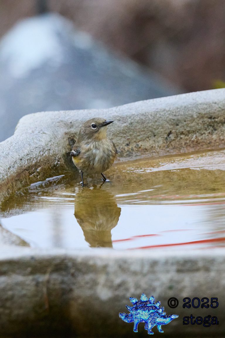 Yellow-rumped Warbler